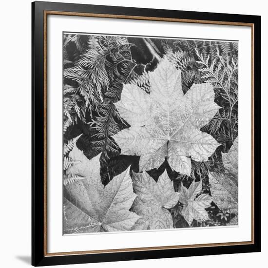 Of Leaves From Directly Above "In Glacier National Park" Montana. 1933-1942-Ansel Adams-Framed Art Print