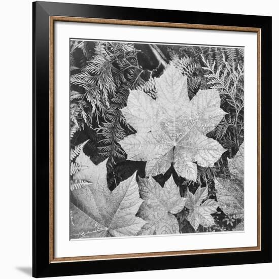 Of Leaves From Directly Above "In Glacier National Park" Montana. 1933-1942-Ansel Adams-Framed Art Print