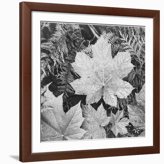 Of Leaves From Directly Above "In Glacier National Park" Montana. 1933-1942-Ansel Adams-Framed Art Print