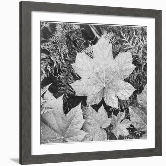 Of Leaves From Directly Above "In Glacier National Park" Montana. 1933-1942-Ansel Adams-Framed Art Print