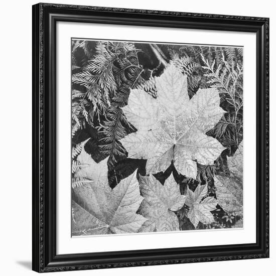 Of Leaves From Directly Above "In Glacier National Park" Montana. 1933-1942-Ansel Adams-Framed Art Print