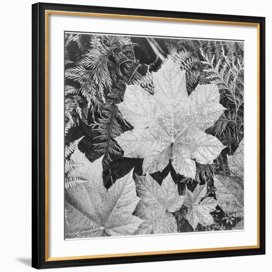 Of Leaves From Directly Above "In Glacier National Park" Montana. 1933-1942-Ansel Adams-Framed Art Print