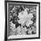Of Leaves From Directly Above "In Glacier National Park" Montana. 1933-1942-Ansel Adams-Framed Giclee Print