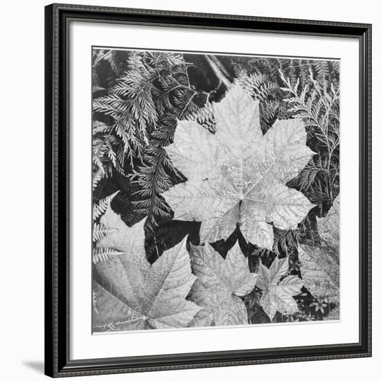 Of Leaves From Directly Above "In Glacier National Park" Montana. 1933-1942-Ansel Adams-Framed Giclee Print