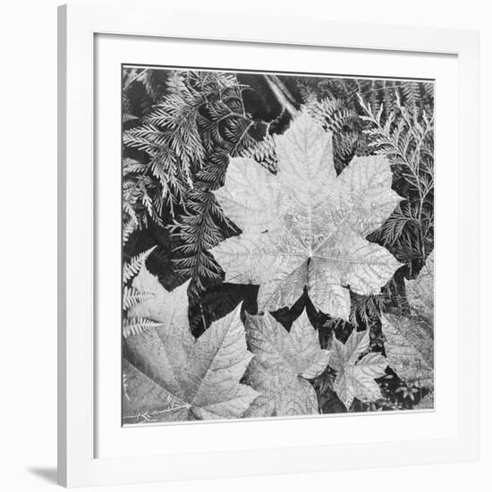 Of Leaves From Directly Above "In Glacier National Park" Montana. 1933-1942-Ansel Adams-Framed Giclee Print