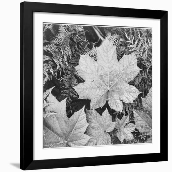 Of Leaves From Directly Above "In Glacier National Park" Montana. 1933-1942-Ansel Adams-Framed Giclee Print