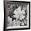 Of Leaves From Directly Above "In Glacier National Park" Montana. 1933-1942-Ansel Adams-Framed Giclee Print