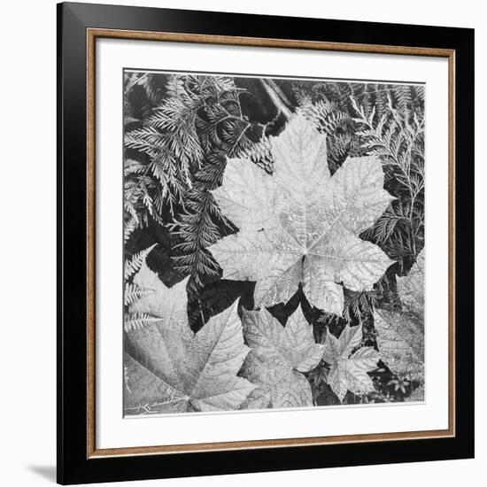 Of Leaves From Directly Above "In Glacier National Park" Montana. 1933-1942-Ansel Adams-Framed Giclee Print