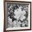 Of Leaves From Directly Above "In Glacier National Park" Montana. 1933-1942-Ansel Adams-Framed Giclee Print