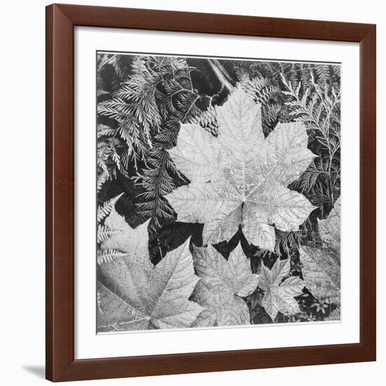 Of Leaves From Directly Above "In Glacier National Park" Montana. 1933-1942-Ansel Adams-Framed Giclee Print