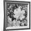 Of Leaves From Directly Above "In Glacier National Park" Montana. 1933-1942-Ansel Adams-Framed Giclee Print