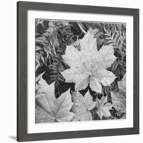 Of Leaves From Directly Above "In Glacier National Park" Montana. 1933-1942-Ansel Adams-Framed Giclee Print