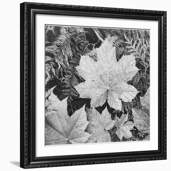 Of Leaves From Directly Above "In Glacier National Park" Montana. 1933-1942-Ansel Adams-Framed Giclee Print