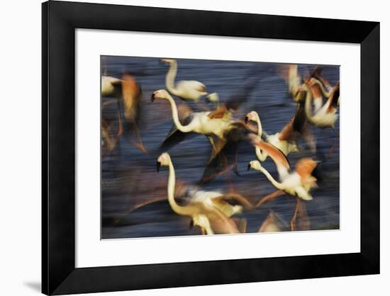 Off in a Hurry-Wild Wonders of Europe-Framed Giclee Print