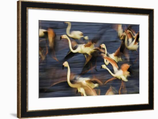 Off in a Hurry-Wild Wonders of Europe-Framed Giclee Print