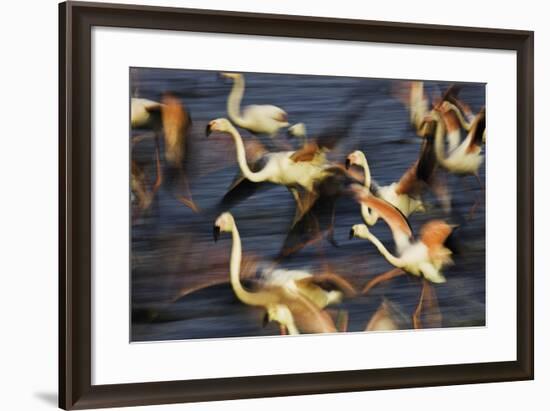 Off in a Hurry-Wild Wonders of Europe-Framed Giclee Print