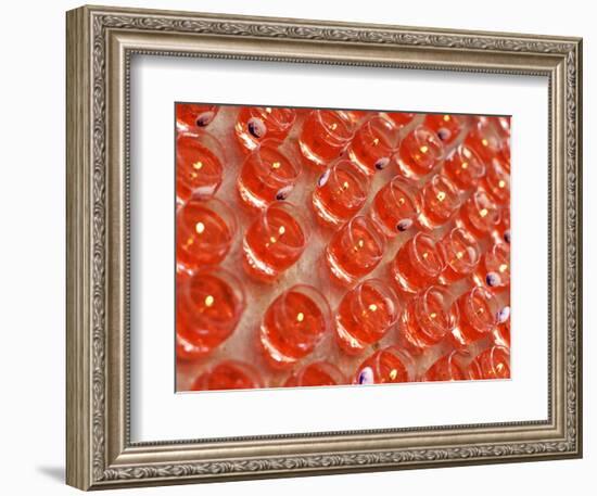 Offering Light in a Buddhist Temple, Malaysia-Michele Molinari-Framed Photographic Print