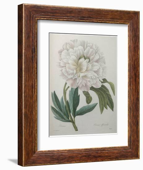 Official Peony-Pierre-Joseph Redoute-Framed Art Print