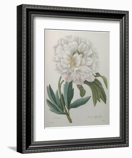 Official Peony-Pierre-Joseph Redoute-Framed Art Print