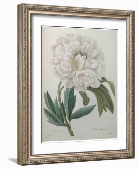 Official Peony-Pierre-Joseph Redoute-Framed Art Print