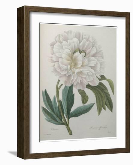 Official Peony-Pierre-Joseph Redoute-Framed Art Print