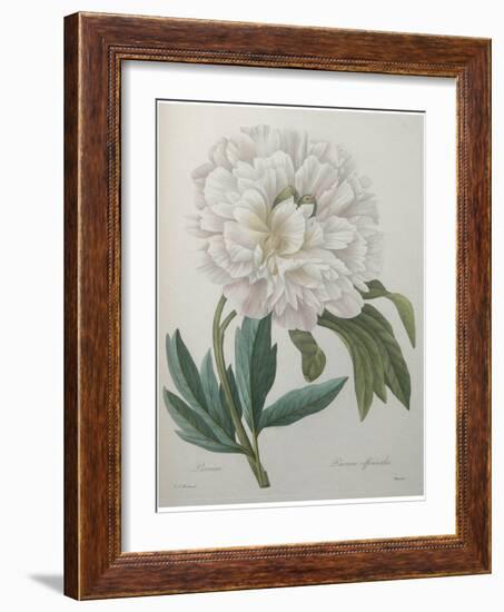 Official Peony-Pierre-Joseph Redoute-Framed Art Print