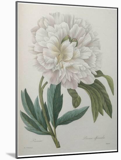 Official Peony-Pierre-Joseph Redoute-Mounted Art Print