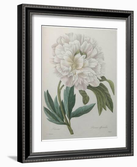 Official Peony-Pierre-Joseph Redoute-Framed Art Print