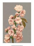 Cherry Blossom, Vintage Japanese Photography-Ogawa Kasamase-Laminated Art Print