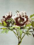 Herbaceous Peony, 19th Century-Ogawa Kazuma-Framed Giclee Print