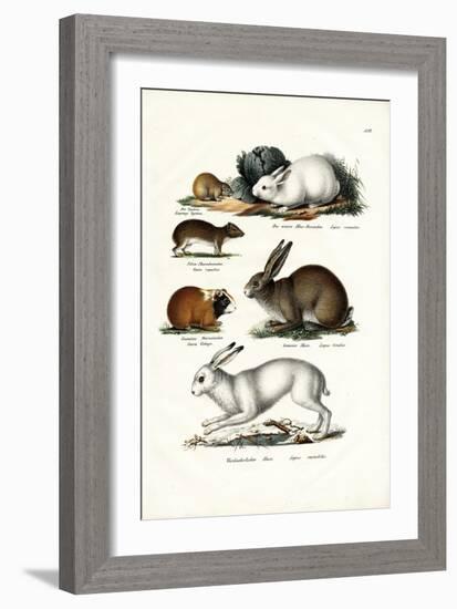 Ogotona Hare, 1824-Karl Joseph Brodtmann-Framed Giclee Print