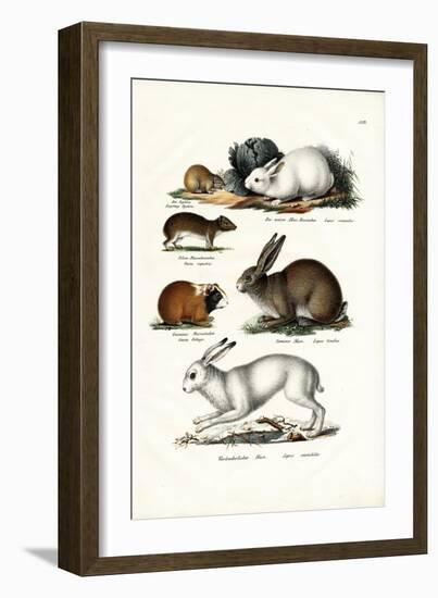 Ogotona Hare, 1824-Karl Joseph Brodtmann-Framed Giclee Print