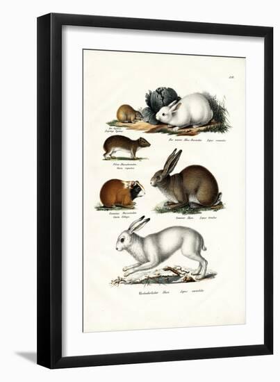 Ogotona Hare, 1824-Karl Joseph Brodtmann-Framed Giclee Print