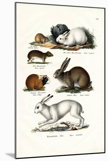 Ogotona Hare, 1824-Karl Joseph Brodtmann-Mounted Giclee Print