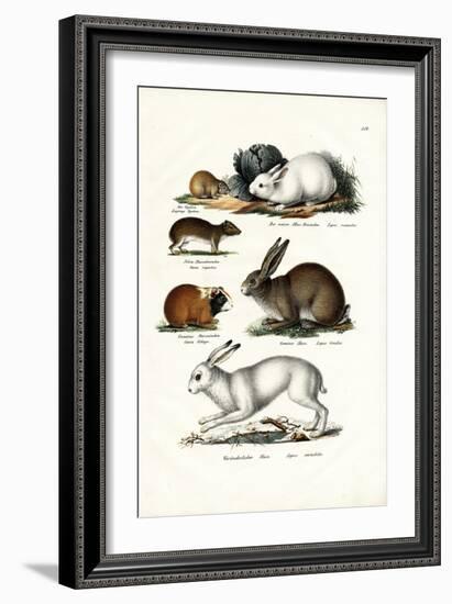 Ogotona Hare, 1824-Karl Joseph Brodtmann-Framed Giclee Print