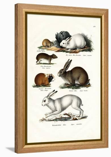 Ogotona Hare, 1824-Karl Joseph Brodtmann-Framed Premier Image Canvas