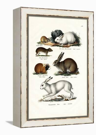 Ogotona Hare, 1824-Karl Joseph Brodtmann-Framed Premier Image Canvas