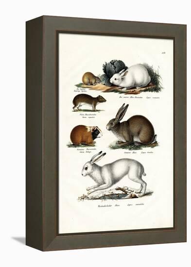 Ogotona Hare, 1824-Karl Joseph Brodtmann-Framed Premier Image Canvas