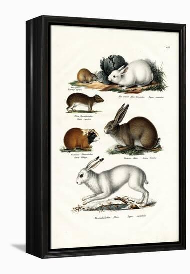 Ogotona Hare, 1824-Karl Joseph Brodtmann-Framed Premier Image Canvas