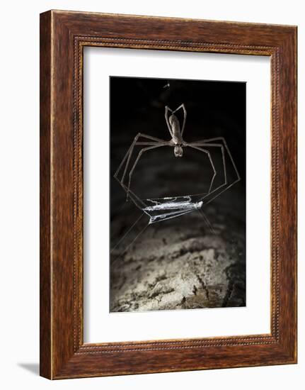 Ogre Faced - Net-Casting Spider (Deinopis Sp) with Web Held Between Legs-Alex Hyde-Framed Photographic Print