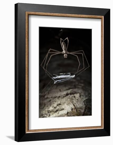 Ogre Faced - Net-Casting Spider (Deinopis Sp) with Web Held Between Legs-Alex Hyde-Framed Photographic Print