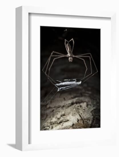 Ogre Faced - Net-Casting Spider (Deinopis Sp) with Web Held Between Legs-Alex Hyde-Framed Photographic Print