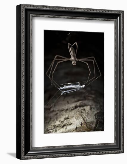 Ogre Faced - Net-Casting Spider (Deinopis Sp) with Web Held Between Legs-Alex Hyde-Framed Photographic Print