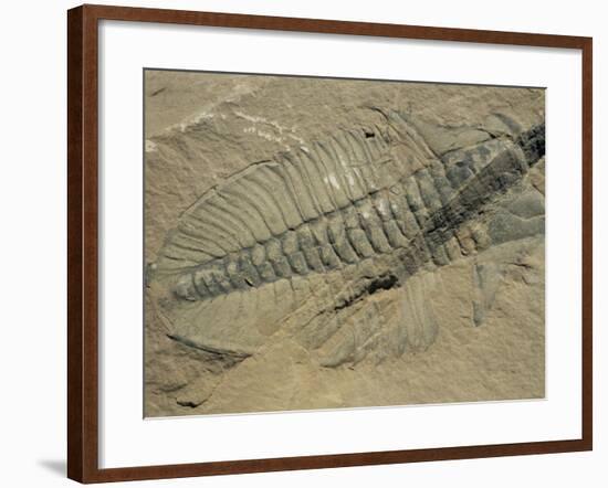 Ogygiopsis Klotzi, Fossil, Trilobite 50Mm Long with Small Fault Through It, Burgess Shale-Tony Waltham-Framed Photographic Print