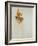 Oh Deer-Clayton Rabo-Framed Giclee Print