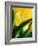 Oh So Close 1-Doug Chinnery-Framed Photographic Print