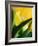 Oh So Close 1-Doug Chinnery-Framed Photographic Print