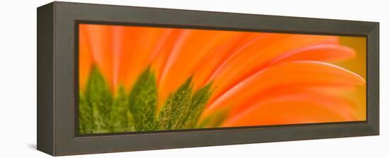 Oh So Close 8-Doug Chinnery-Framed Premier Image Canvas