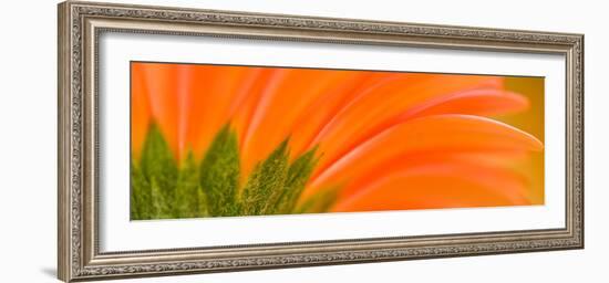 Oh So Close 8-Doug Chinnery-Framed Premium Photographic Print