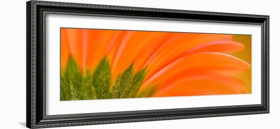 Oh So Close 8-Doug Chinnery-Framed Premium Photographic Print